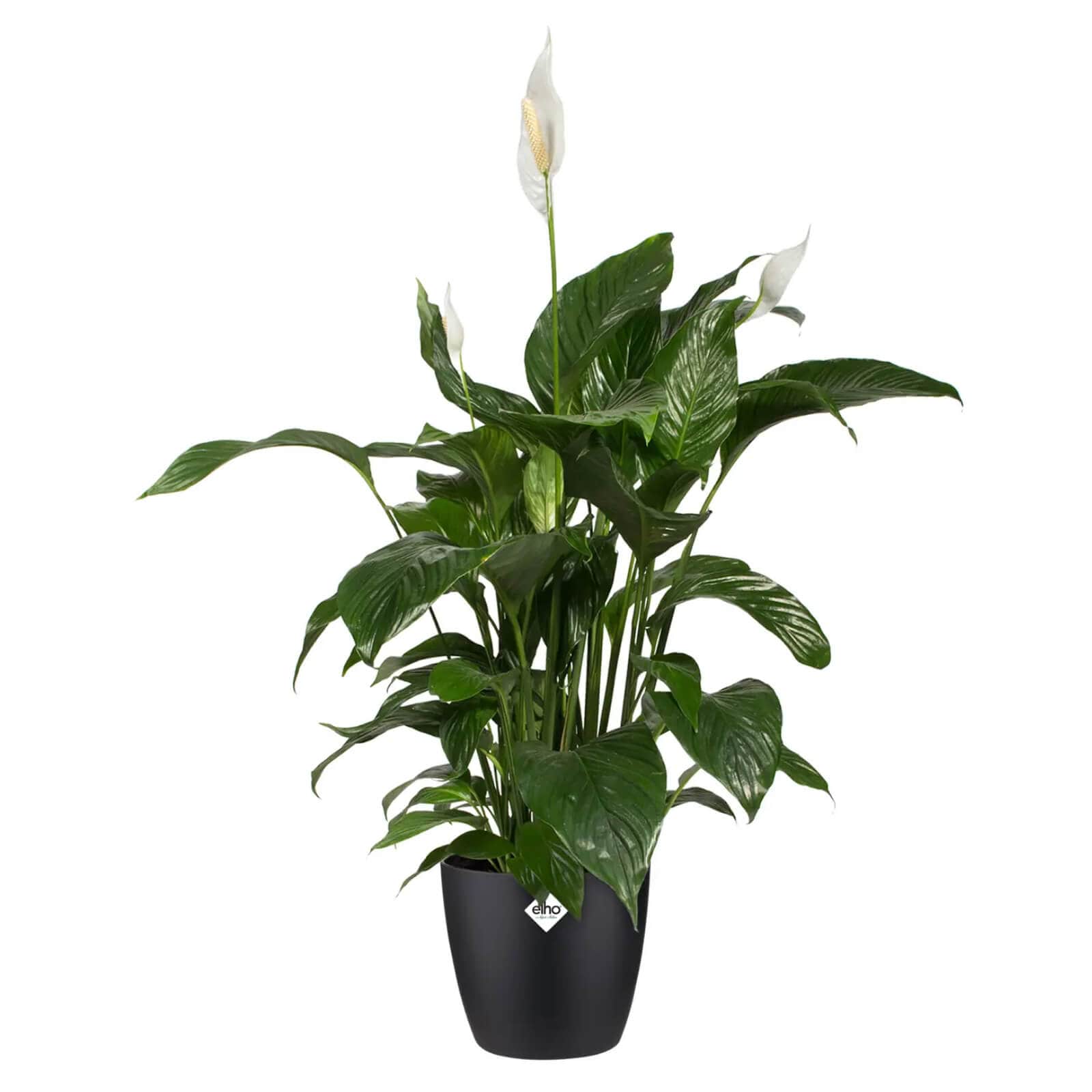 get-your-dream-of-elho-brussels-plastic-plant-pot-indoor-durable-100-recyclable-sale_3.jpg